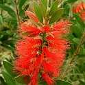 Callistemon citrinus
